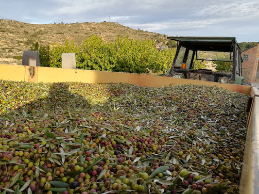 L'huile d'Olive de la Coopérative Del Cogul