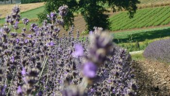 Avelenn - Producteur d'Huiles Essentielles Bio